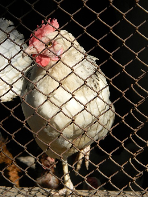 中国队员之 中国队员之